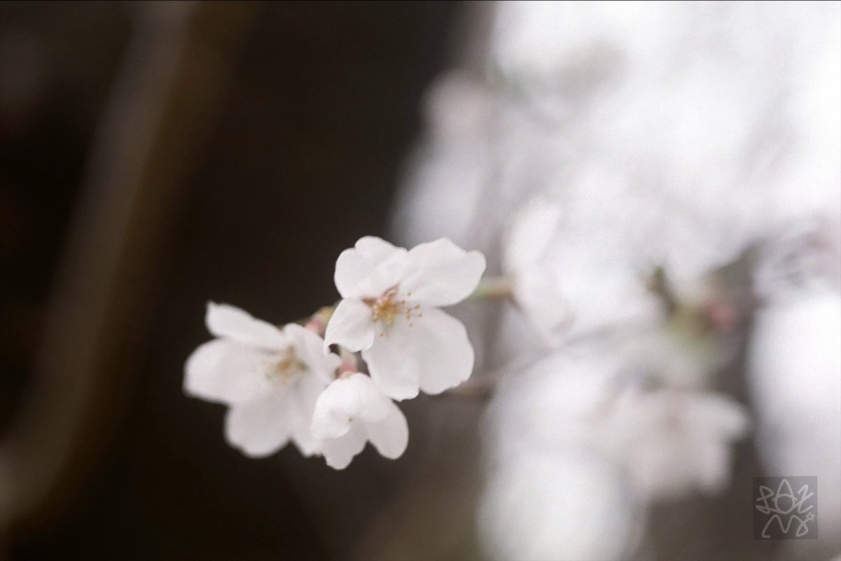 🟠くらかめれっど🟠 on X