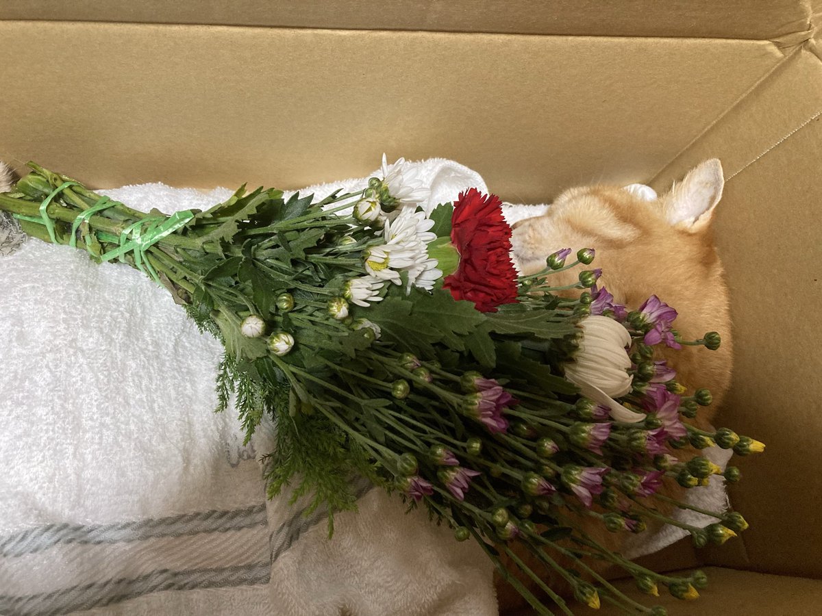 本木せんと tweet media