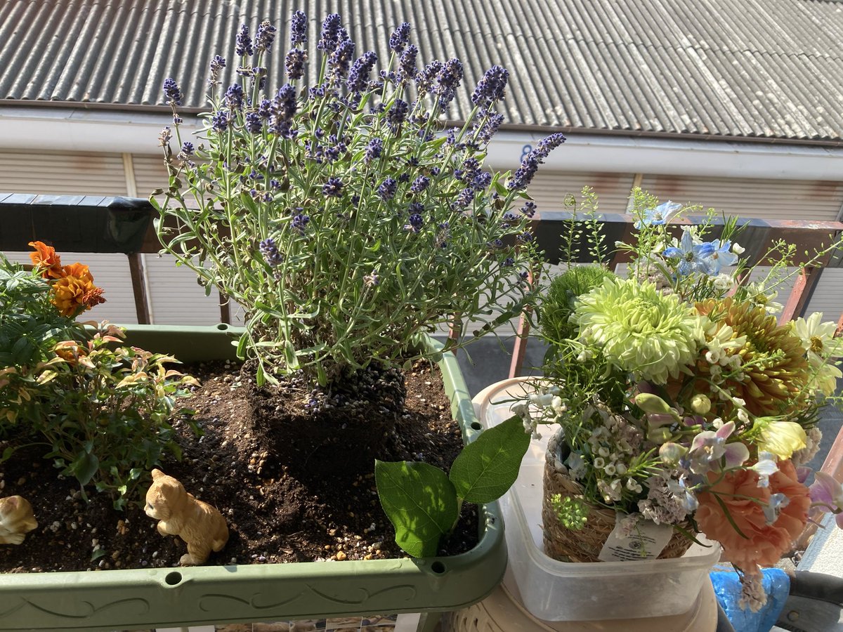 本木せんと tweet media