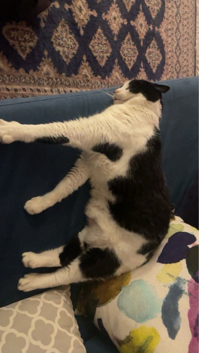 YoungBabyGang's tweet photo. #RestInPower the goat. The fattest freak Iโve ever met, there will never be another Miss Meow Meow. #LLMMM ๐๏ธ https://t.co/cLeyHLwV3E
