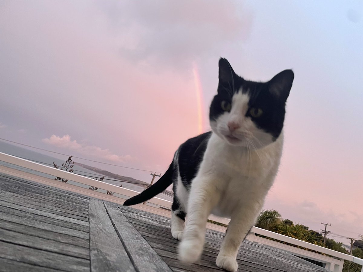YoungBabyGang's tweet photo. #RestInPower the goat. The fattest freak Iโve ever met, there will never be another Miss Meow Meow. #LLMMM ๐๏ธ https://t.co/cLeyHLwV3E
