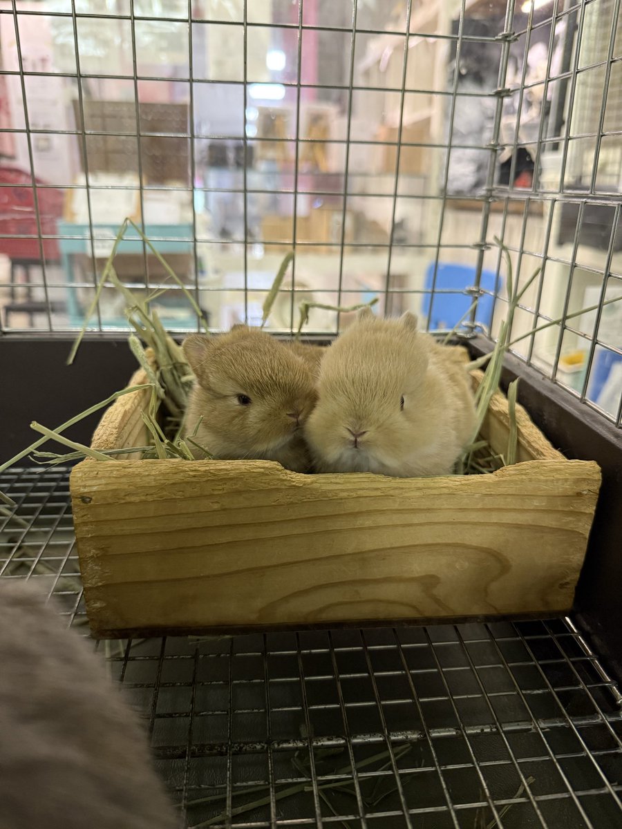 うさぎcafe うさぎとCafe🐰うさぎカフェ on X