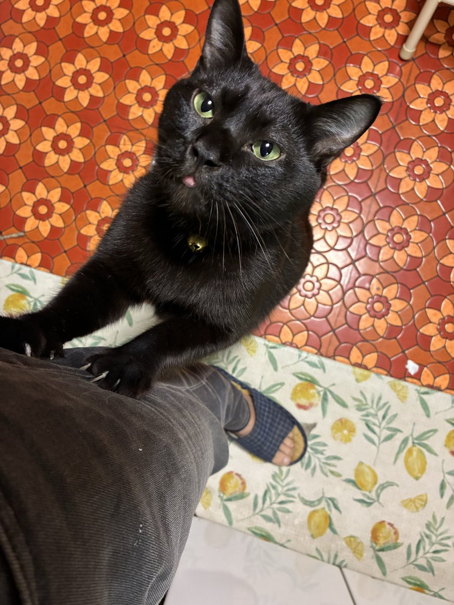 shuko*さん　黒猫ちゃんの壁掛け shuko*さん 黒猫ちゃんの壁掛け shinsuke on X