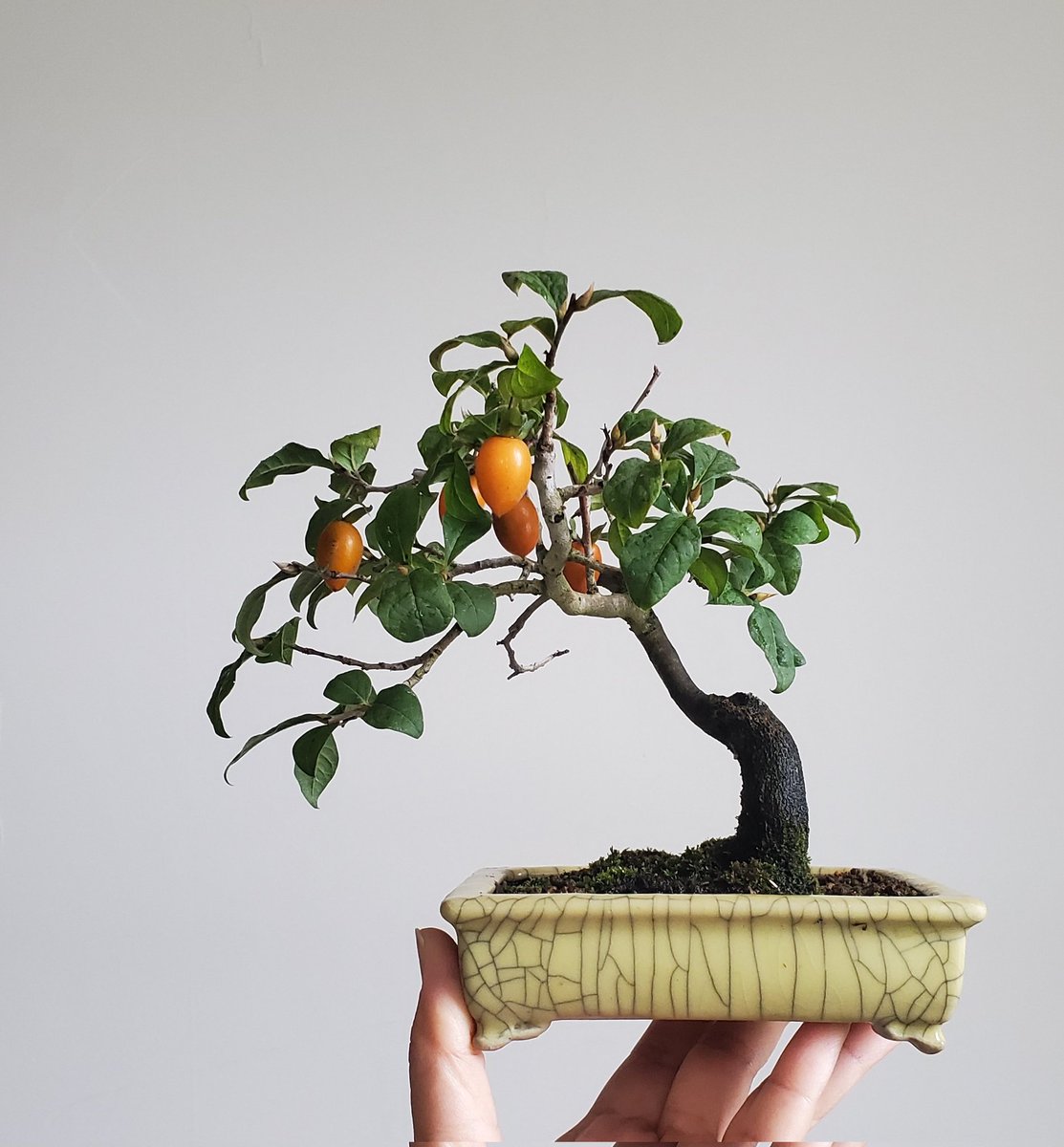 ロウヤガキ（小品盆栽）持ち込み古い ロウヤガキ（小品盆栽）持ち込み