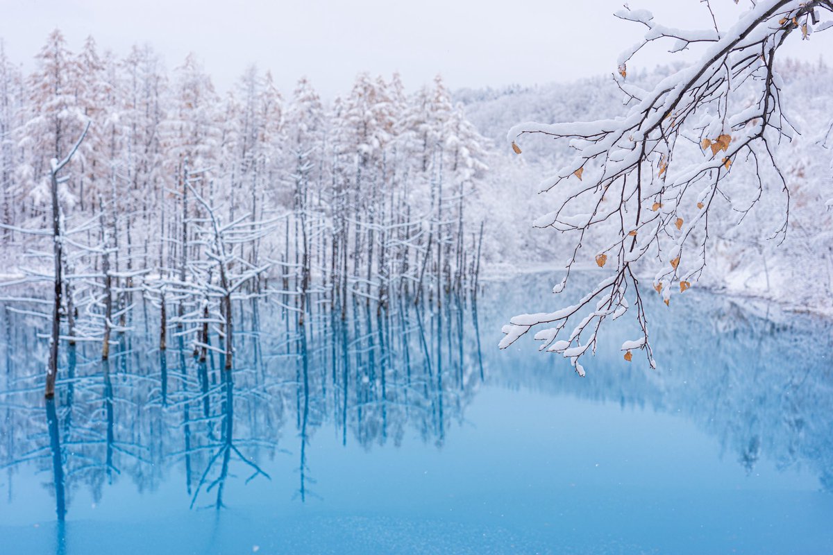hiroshi_tanita's tweet image. 雪の音が、水面に溶けていく。
冬の気配が届いていてくる季節になってきました。

#北海道 #美瑛 #青い池