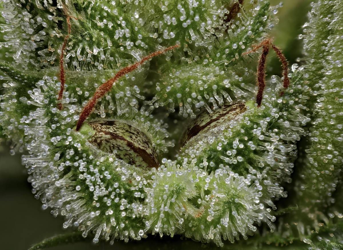 Who are the top 50 cannabis breeders of 2025?
Let's find out. Please take a sec to complete this poll. (retweet to share)
forms.gle/AQoy7KiofPjpyf…