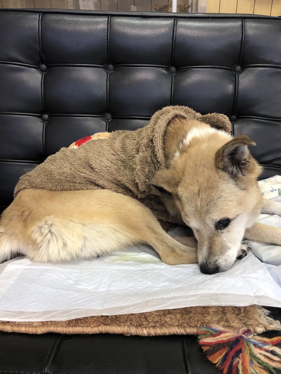 おじいちゃん犬 on X