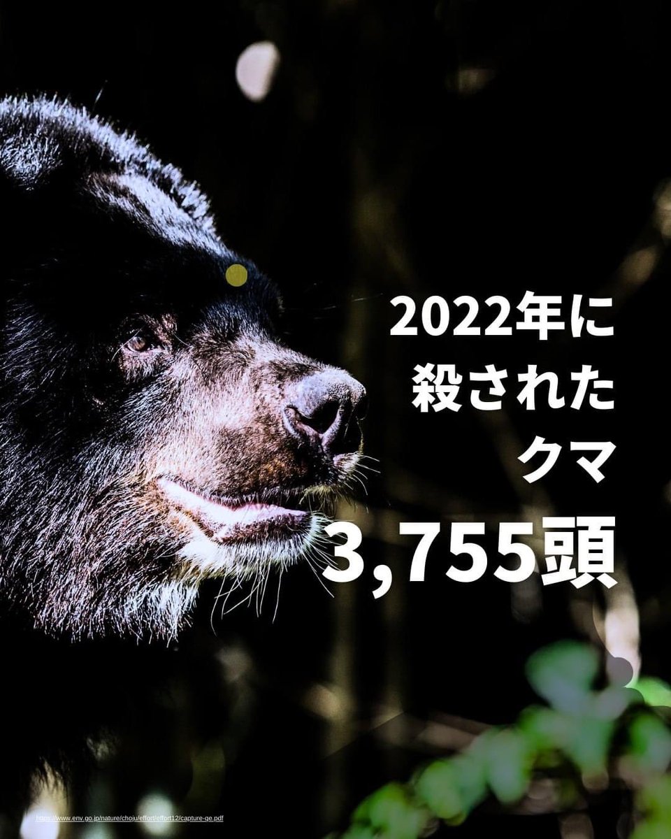 o_takatarou's tweet photo. 何年も前から熊を大量に殺して来て、一向に問題解決していないどころか、むしろ被害が増えている。これは対策が間違っているからじゃない？対症療法ばかりで、根本解決にお金を使っていないからじゃ？ https://t.co/d1HJ7msXq3