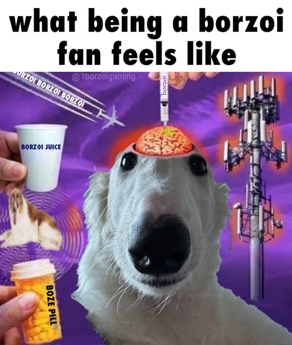#borzoi #borzoitwt