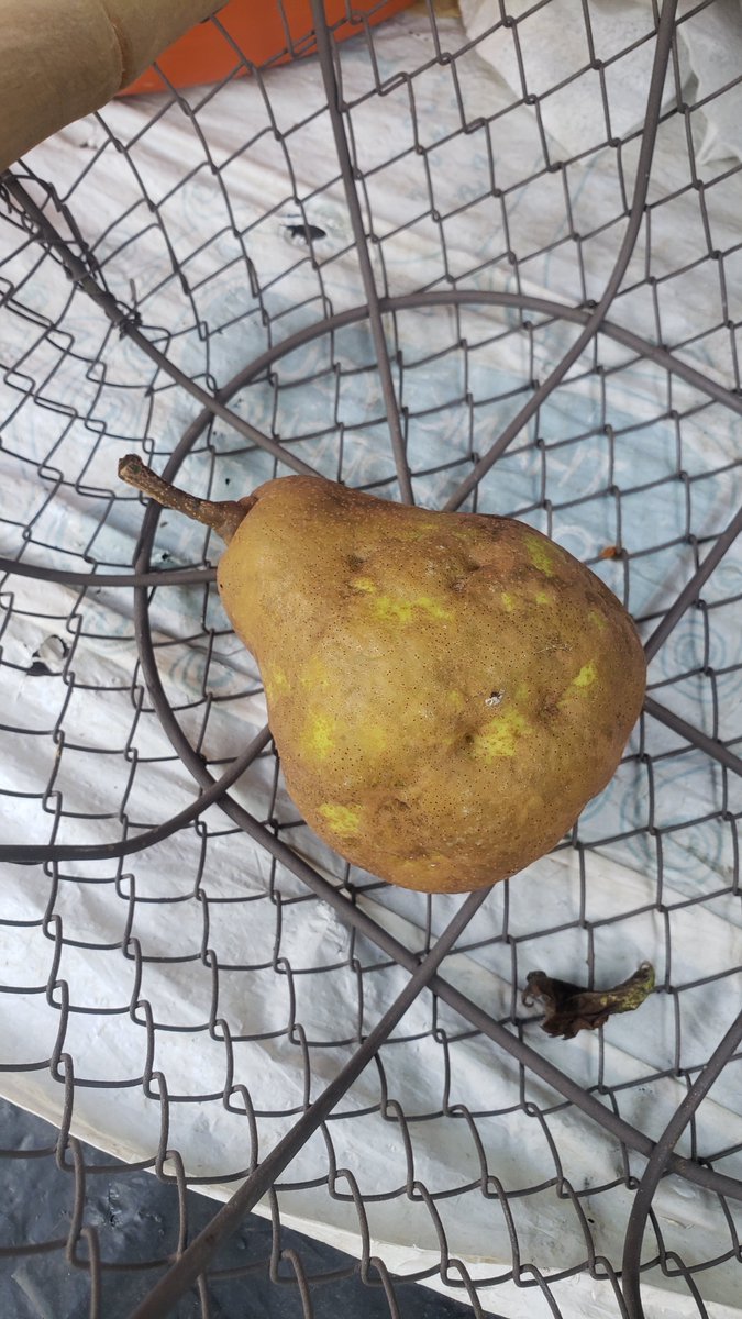 EngineerdSpirit's tweet image. It&apos;s a nice surprise when one of the botanicals we grow #downonthefarm yields more than expected. This isn&apos;t about that. This is the single pear we got off of the old tree in the orchard again this fall. Same thing every year. I guess there&apos;s something to be said for consistency.