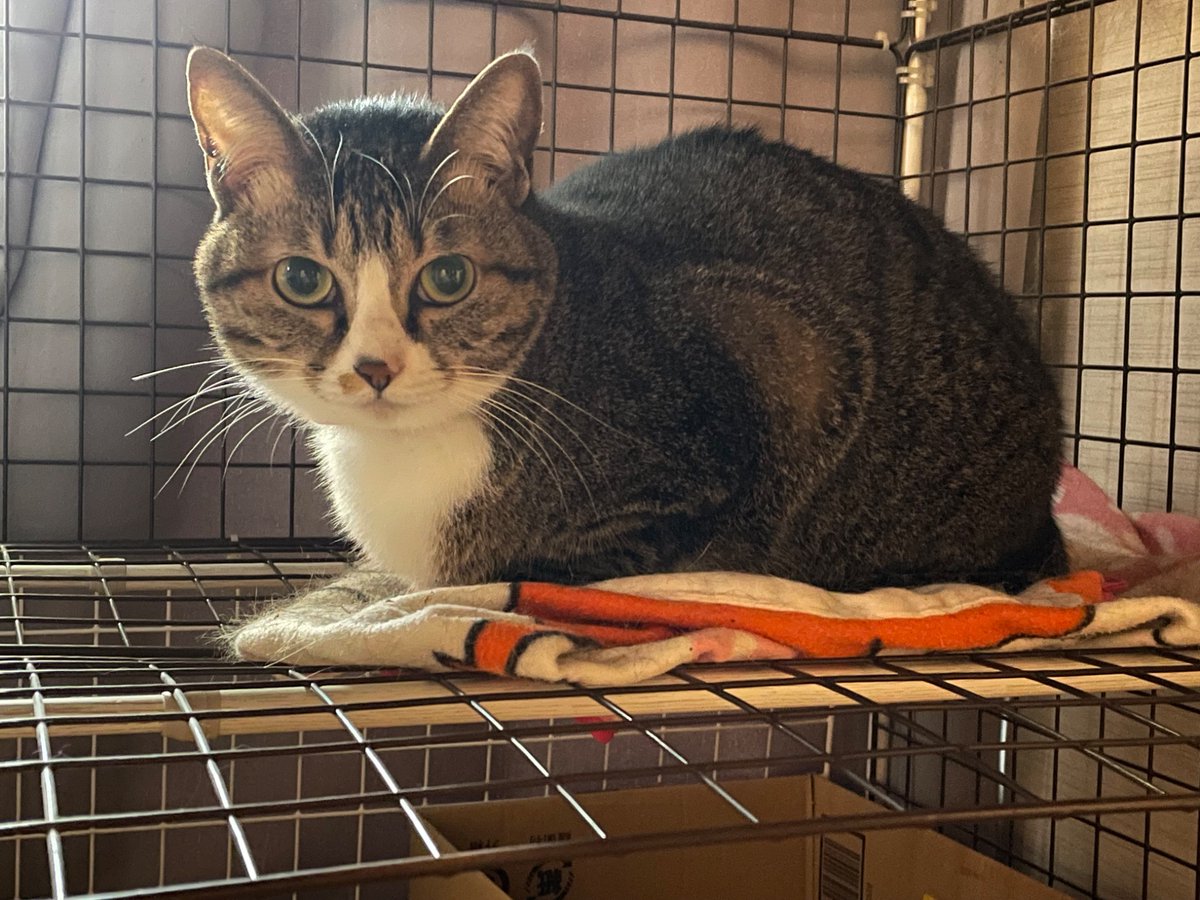 にゃんちくだいすきくらぶ on X