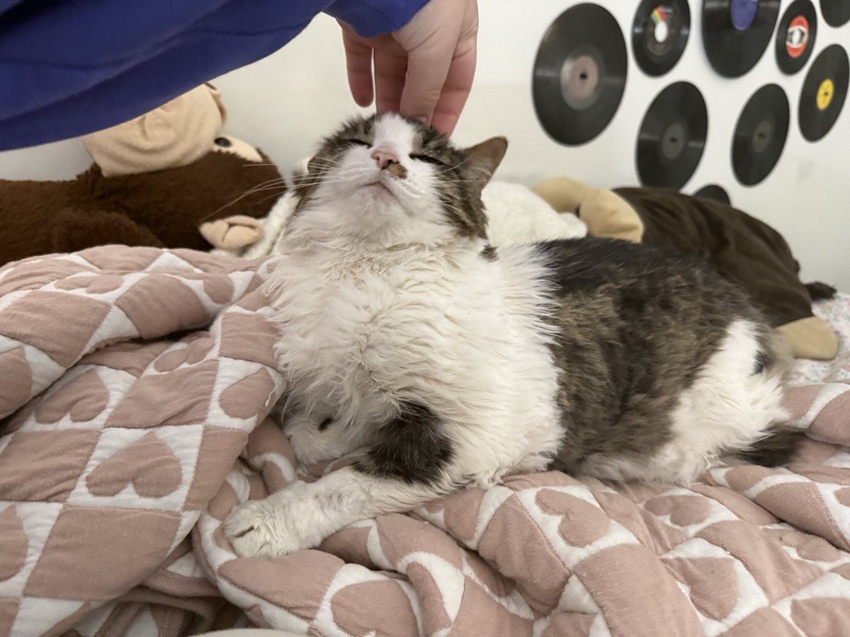 what is the point of this cat if she won’t kill the fly that’s been in my room all night