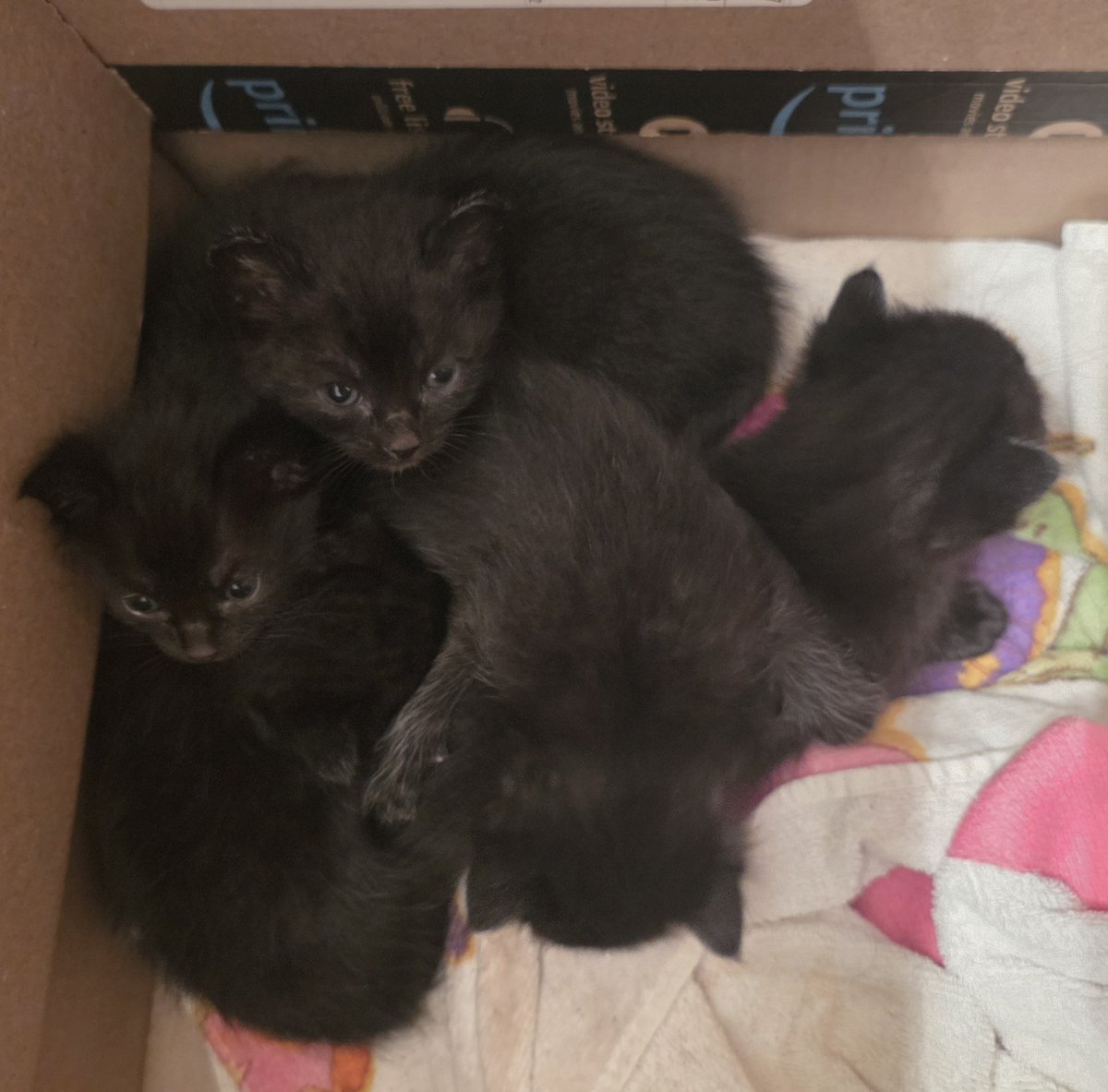 suzyemre's tweet photo. Kitten playtime = total success! They’re passed out like tiny furry pancakes, and I’m equally relaxed. 😂 These babies are major therapy — no copay required! 💕🐾
#FurTherapy #CatMomLife #FosterCatMom https://t.co/h7xqk7WLS2