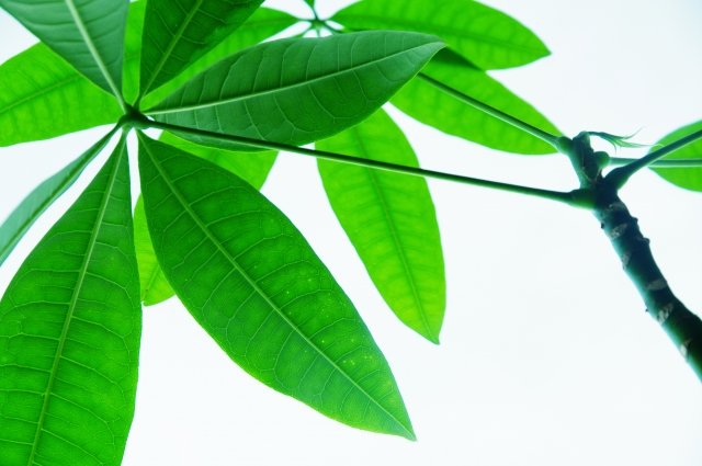 CUT & SEW COLLECTION 2913 on X