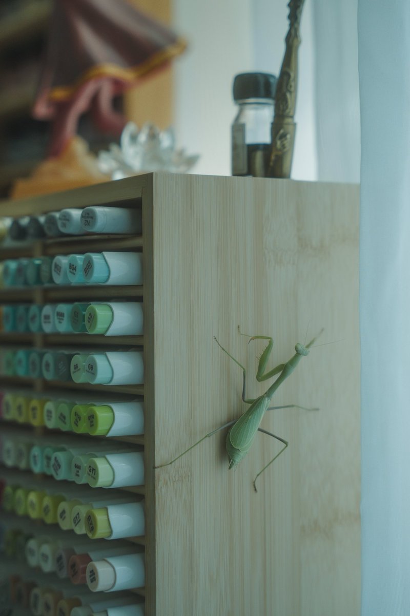 AngelaBermudezA's tweet image. "Don't mind me, just keep scrolling"

I got nervous but it was cute regardless. Took it back to the yard because obviously I can't work with someone else in the room! 🫣
#mantis #prayingmantis #artstudio #journey