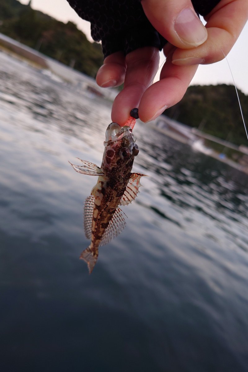 昨晩の釣果はメバル1匹、サバ2匹、極小豆アジとアナハゼが各1匹の計5匹でした。
だいぶ寒くなりました。