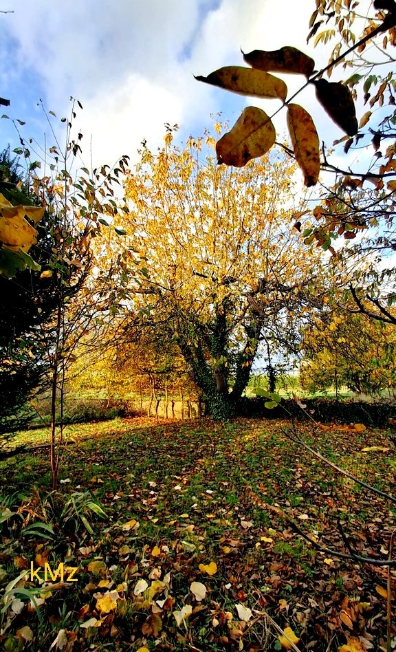 Happy last #thicktrunktuesday of October, my friends 🤗🌳🍁💛 #TreeClub #trees #NatureLovers #mygarden #StormHour