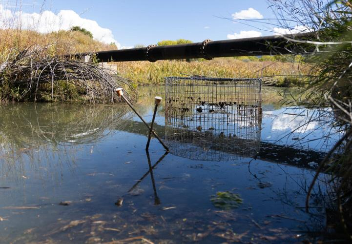 The Taos News went deep on how acequieros in New Mexico are learning to live with the buck-toothed beaver. Read the story and see how ranchers and beavers can work together! taosnews.com/news/environme…