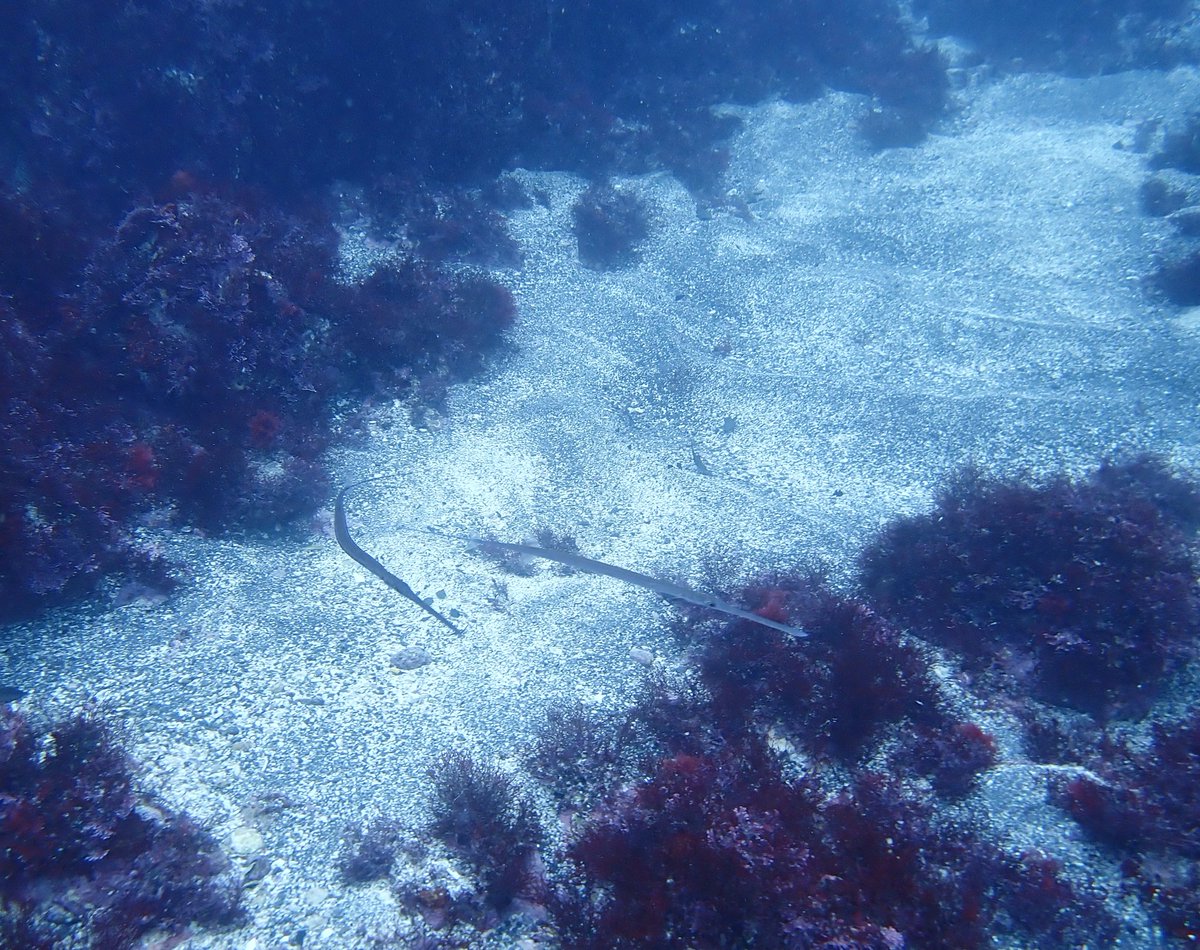 2025-10-26
八幡野セルフダイビング
バランスロック
あじ根
ドライで向かい潮のフィンワークで、足ぱんぱん💦
#ダイビング