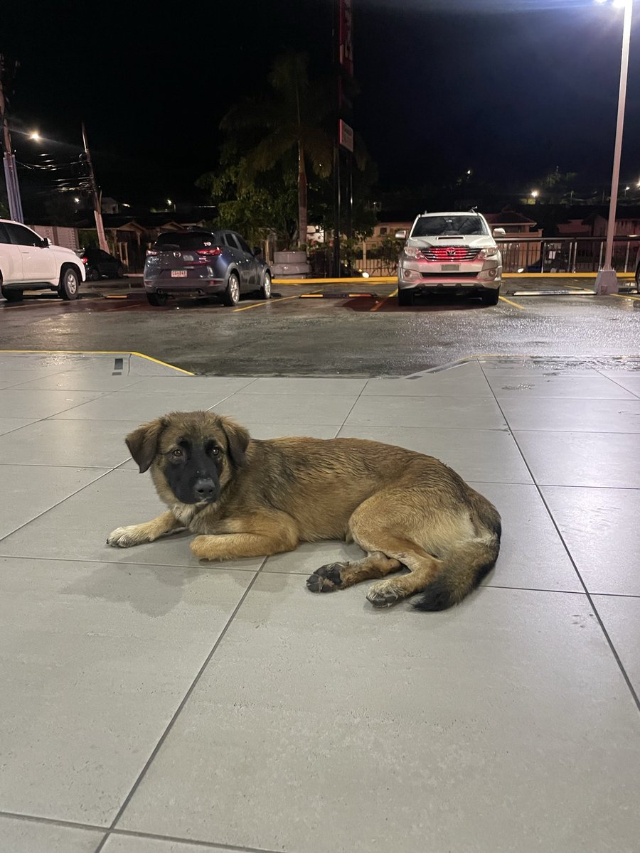 Perrito en situación de calle en la plaza del Arrocha de Brisas del Golf 🥺