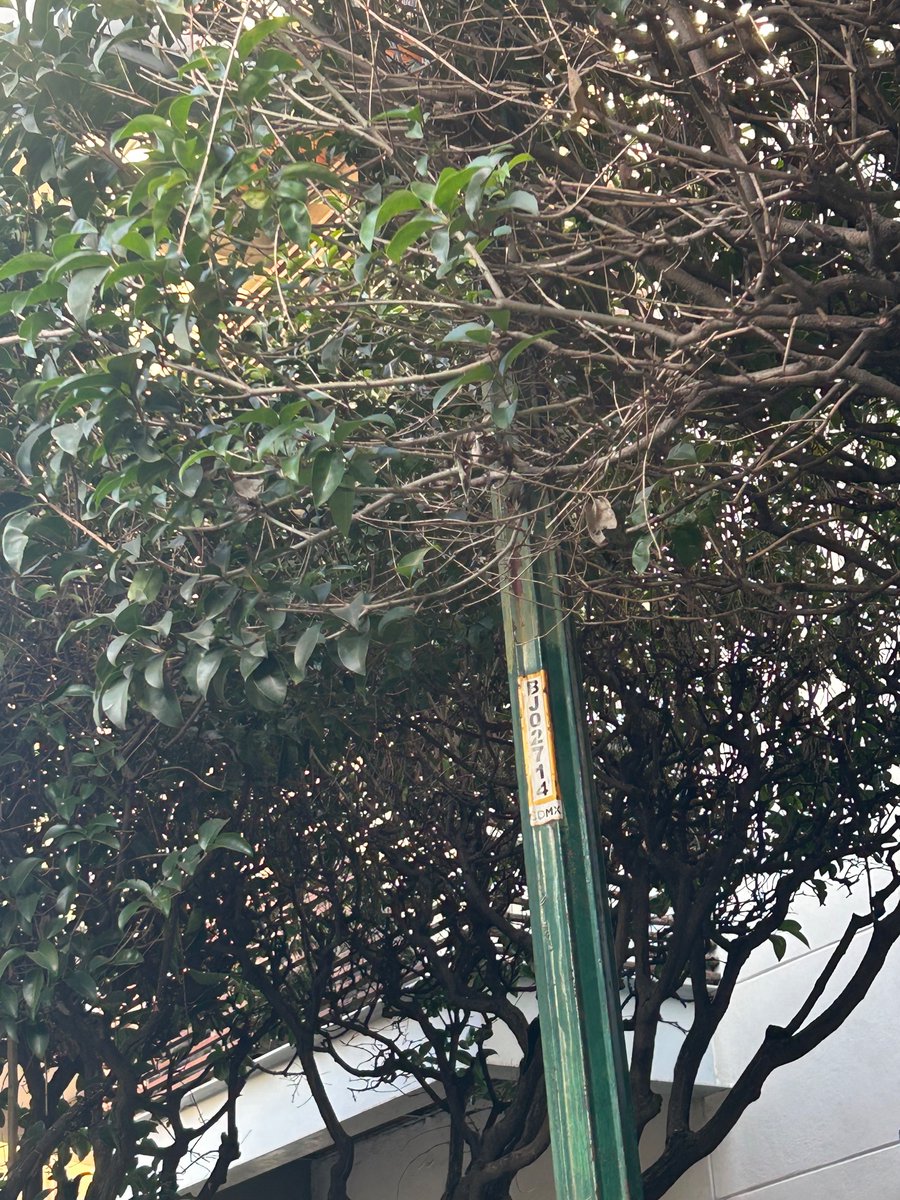 danielaloera's tweet photo. @AccionesBJ @En_laDelValle @locatel_mx @LuisMendozaBJ @BJAlcaldia @locatel_mx siguen sin atender el alumbrado público que está fundido. Adjunto número identificador desde donde están fundidos, es casi a la mitad del la calle Adolfo Prieto entre San Borja y Eugenia. https://t.co/OxTLZWeoQ5