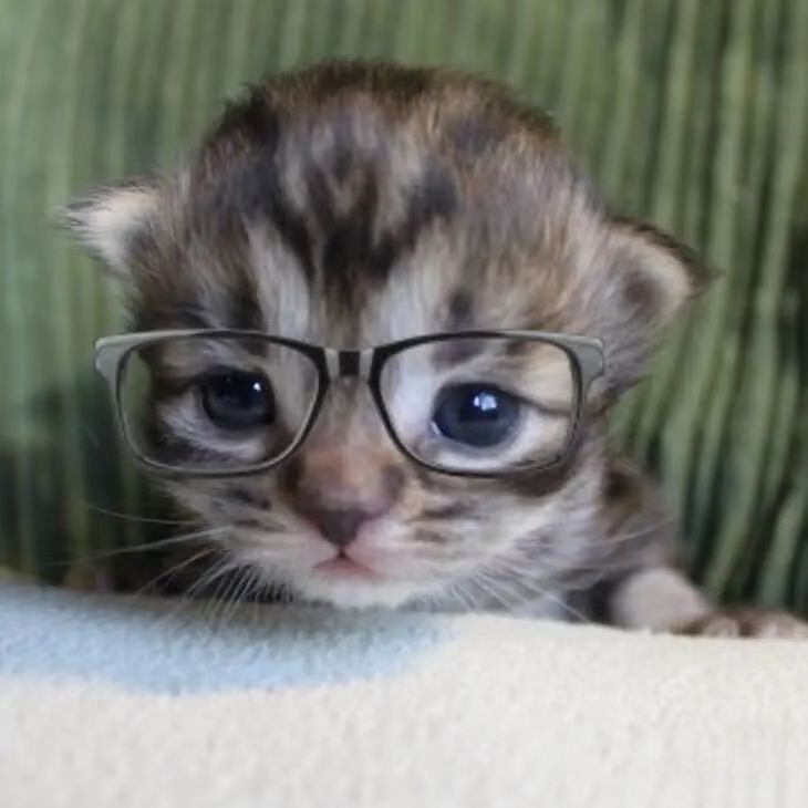 Catsillyness's tweet image. 