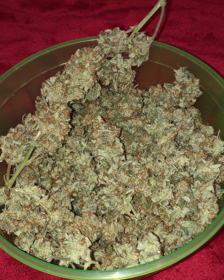 Restocktation's tweet image. Just finished trimming up the Northern lights, my first auto. Got 4.4oz off her 💚  #Harvest #Livingsoil #Organic #Homegrown