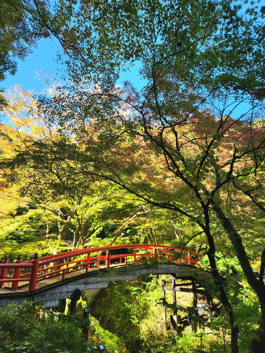 ikaho_onmusu_'s tweet image. 今朝も青空広がる気持ちのいいお天気っ☀️✨️

秋っぽくちょっと風がひんやりするので…暖かくしましょうねっ🧥🎶

今日から河鹿橋の紅葉ライトアップが始まりますよっ🍁✨️
緑の葉っぱが多いこの時期も綺麗なんですよね～🌿🍂🎶
#伊香保温泉
#温泉むすめ
#イマソラ