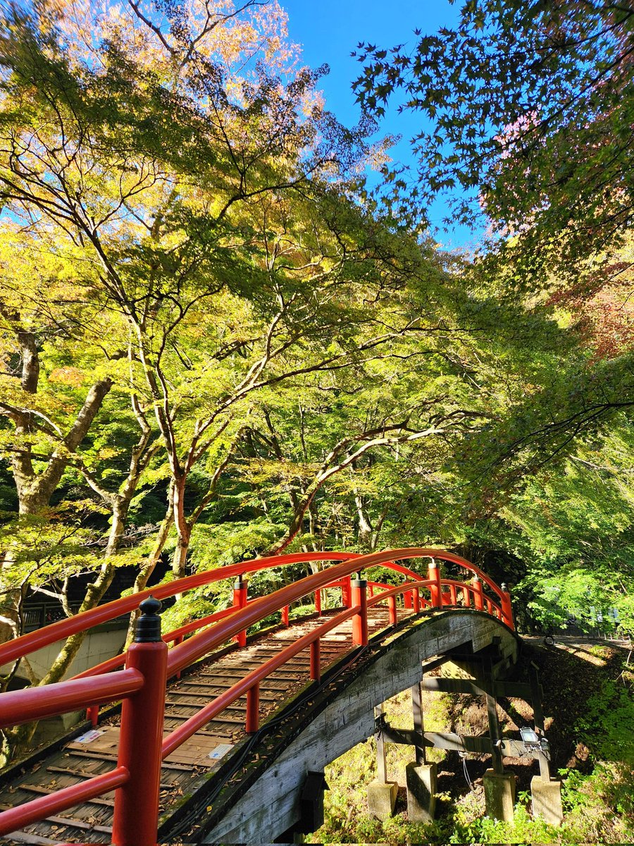 ikaho_onmusu_'s tweet image. 今朝も青空広がる気持ちのいいお天気っ☀️✨️

秋っぽくちょっと風がひんやりするので…暖かくしましょうねっ🧥🎶

今日から河鹿橋の紅葉ライトアップが始まりますよっ🍁✨️
緑の葉っぱが多いこの時期も綺麗なんですよね～🌿🍂🎶
#伊香保温泉
#温泉むすめ
#イマソラ