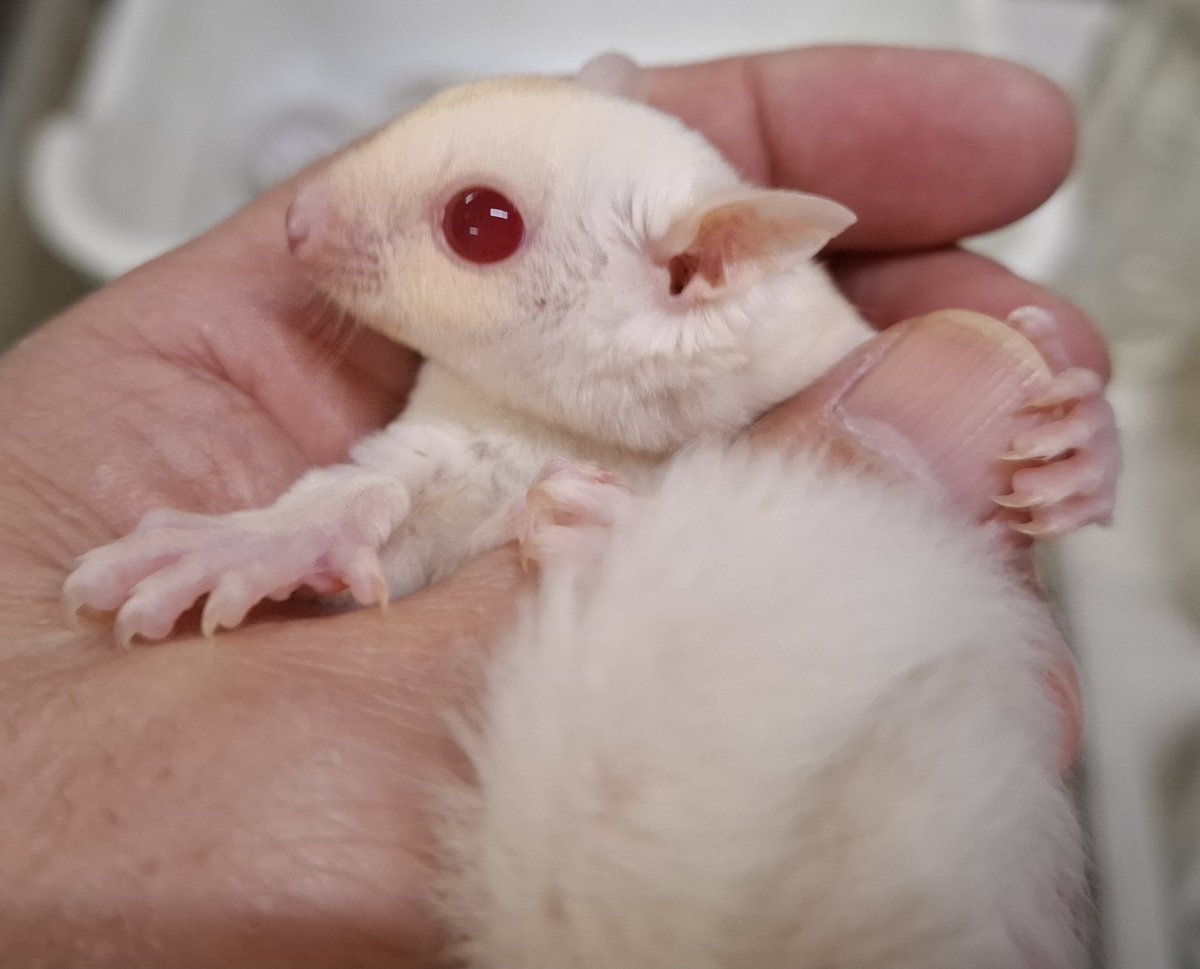 jungle・king新潟本店𓄛🍑 on X