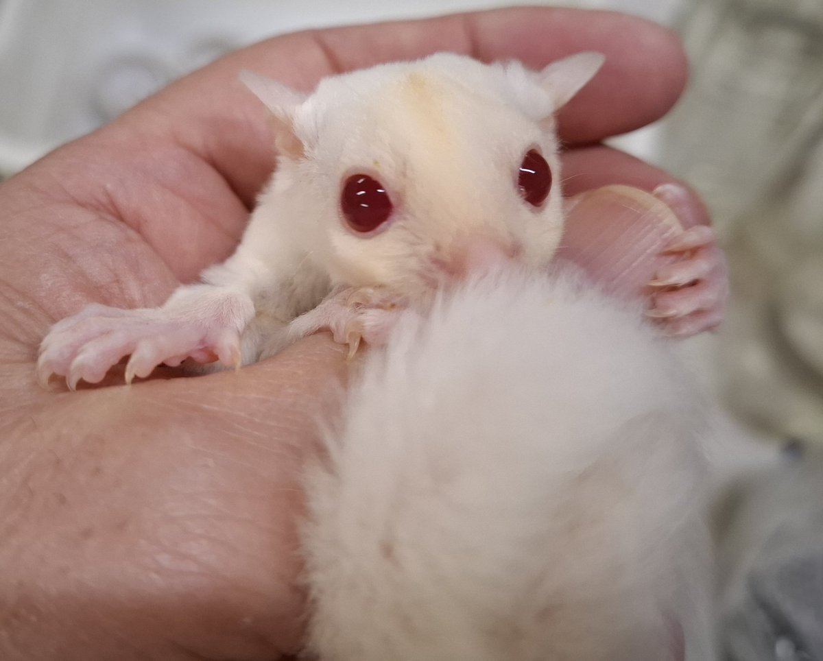 jungle・king新潟本店𓄛🍑 on X