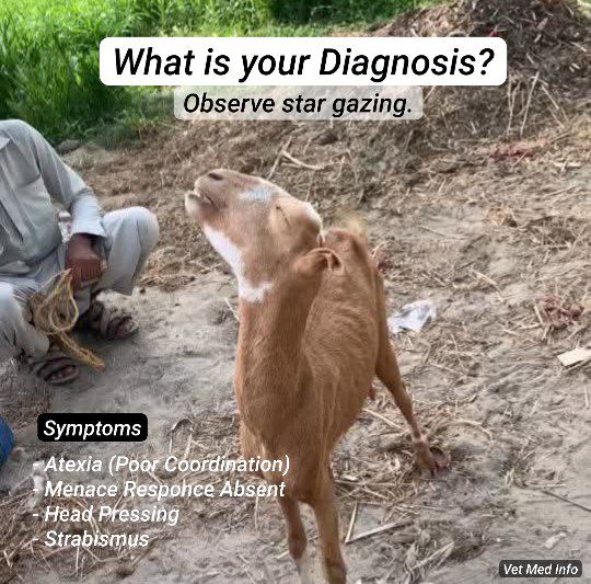 Vet Med Info 🩺 (@halfbakedvet) on Twitter photo 