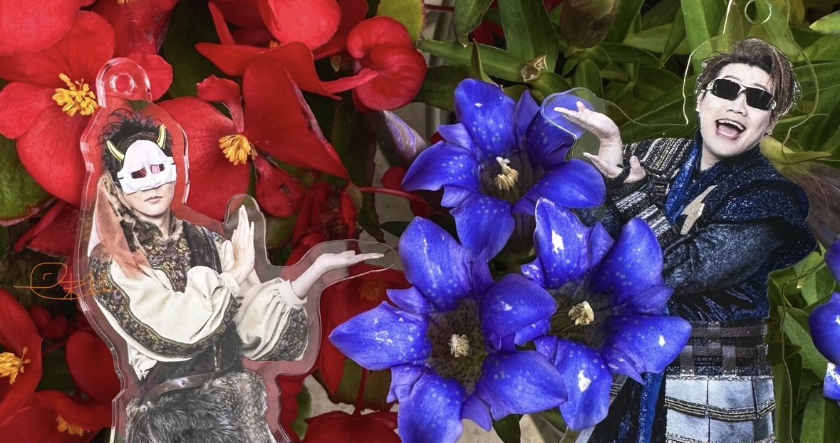 mimari_hebi's tweet image. 昨日ね、我が家のリンドウとベゴニアを摘んで、不仲だぜ〜╰(*´︶`*)╯ってノリで撮影したんです…。そんで、グラスに入れた花をそのまま飾っていました。リンドウは夜になると(曇りや雨の日も)花を閉じて陽の光と共に咲く花らしいんですけど→
#MSSP
#MSSPフォト