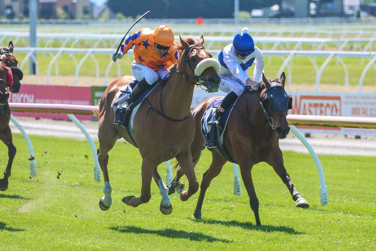 New Zealand Bloodstock tweet media