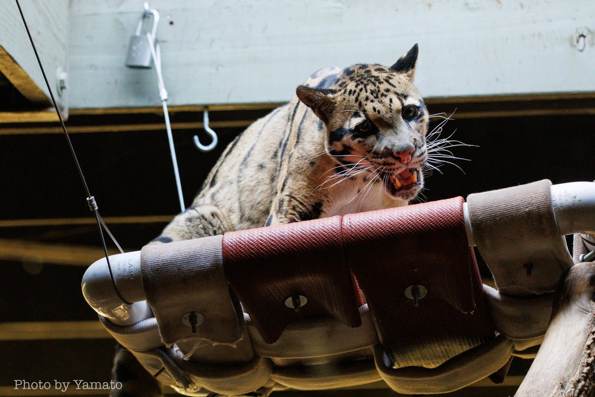 yamt_photo's tweet image. お肉ペロペロからのほねっこ運びにゃんこ

📷️20205.10.27
#ウンピョウ #CloudedLeopard
#TheTorontoZoo
