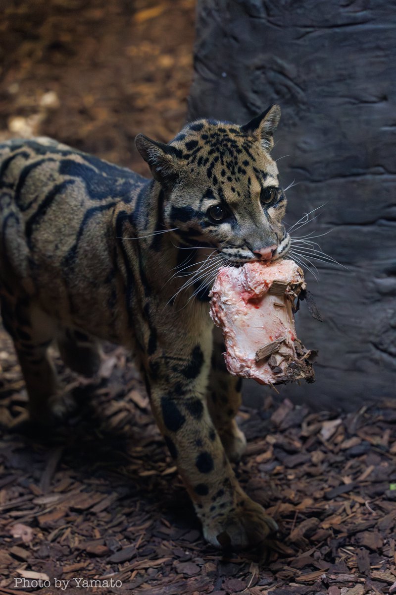 yamt_photo's tweet image. お肉ペロペロからのほねっこ運びにゃんこ

📷️20205.10.27
#ウンピョウ #CloudedLeopard
#TheTorontoZoo
