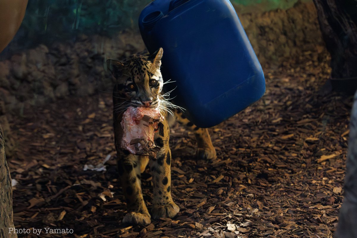 yamt_photo's tweet image. お肉ペロペロからのほねっこ運びにゃんこ

📷️20205.10.27
#ウンピョウ #CloudedLeopard
#TheTorontoZoo