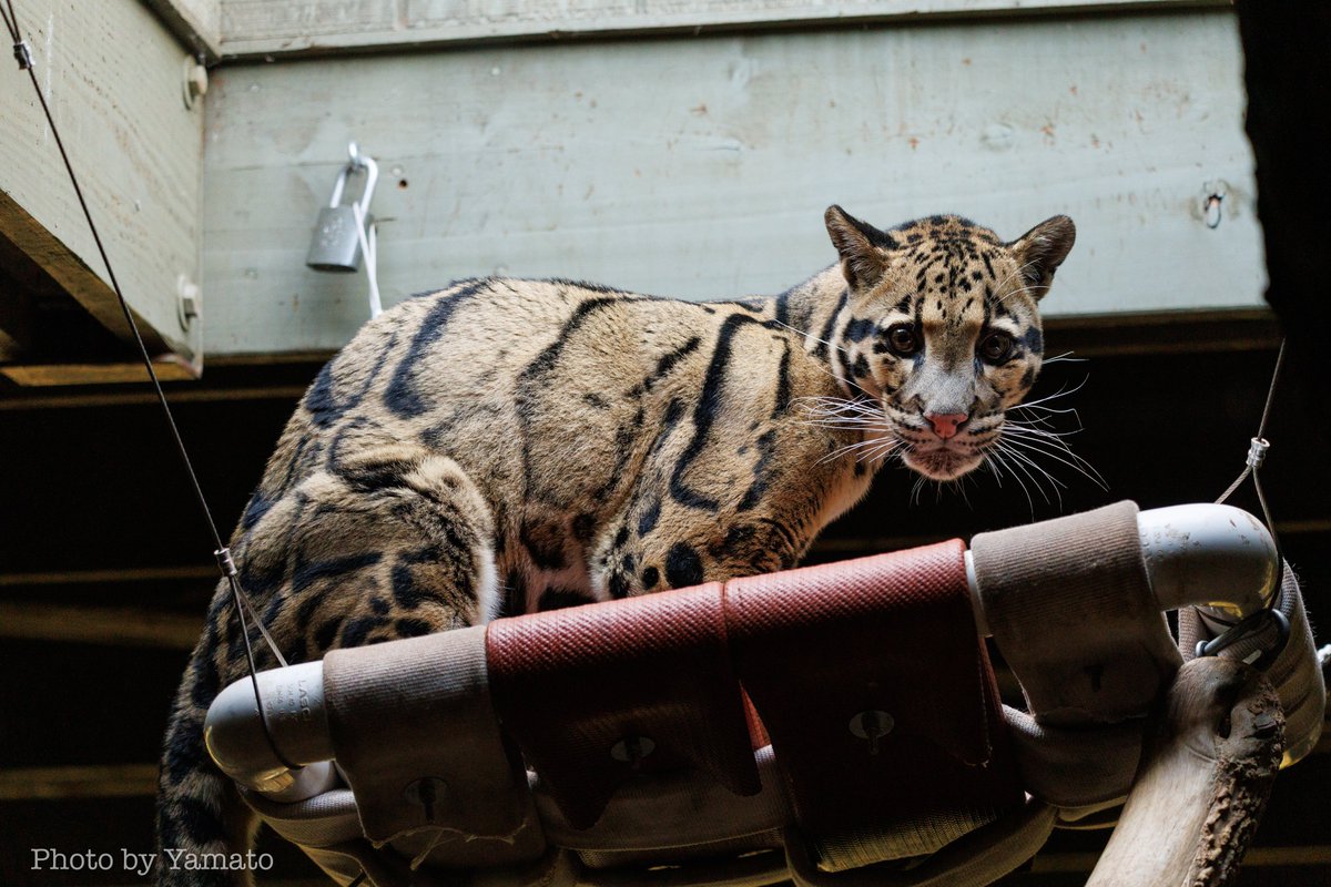 yamt_photo's tweet image. お肉ペロペロからのほねっこ運びにゃんこ

📷️20205.10.27
#ウンピョウ #CloudedLeopard
#TheTorontoZoo