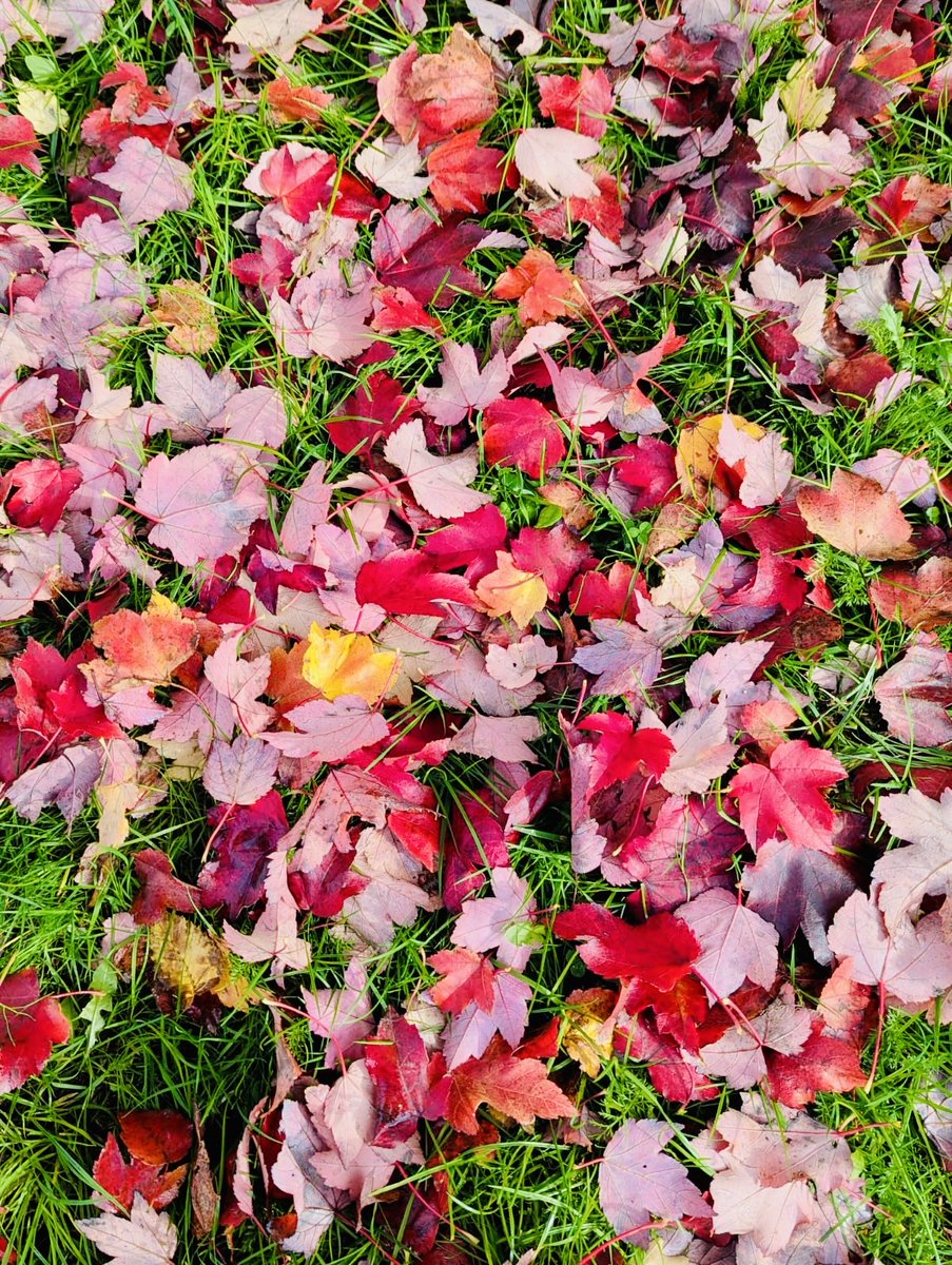 Big thank you to Diane for this stunning photo of leaf fall from the Liquidambar tree, well known for it's striking display of leaf colour. 🥰

Don't forget to share your autumnal photos with us!📸

#parrfoldpark #walkden #park #greenspace #m28 #autumn #leaves #autumncolour #tree