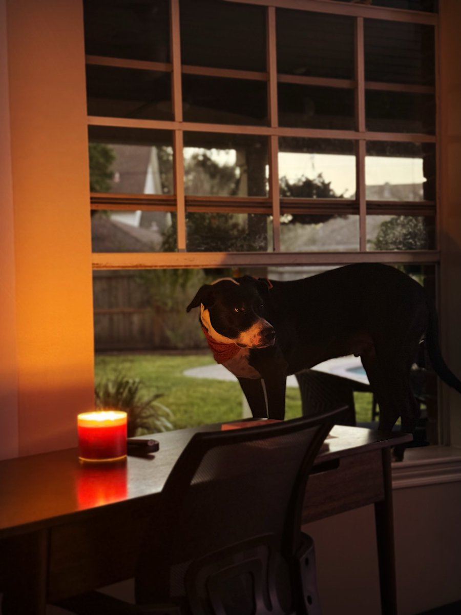 you got spooky black cat? i got black dog 🎃