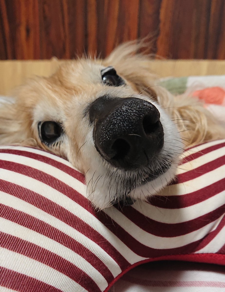 モカちゃんママ (@mocachan0721) / Posts and Replies / X