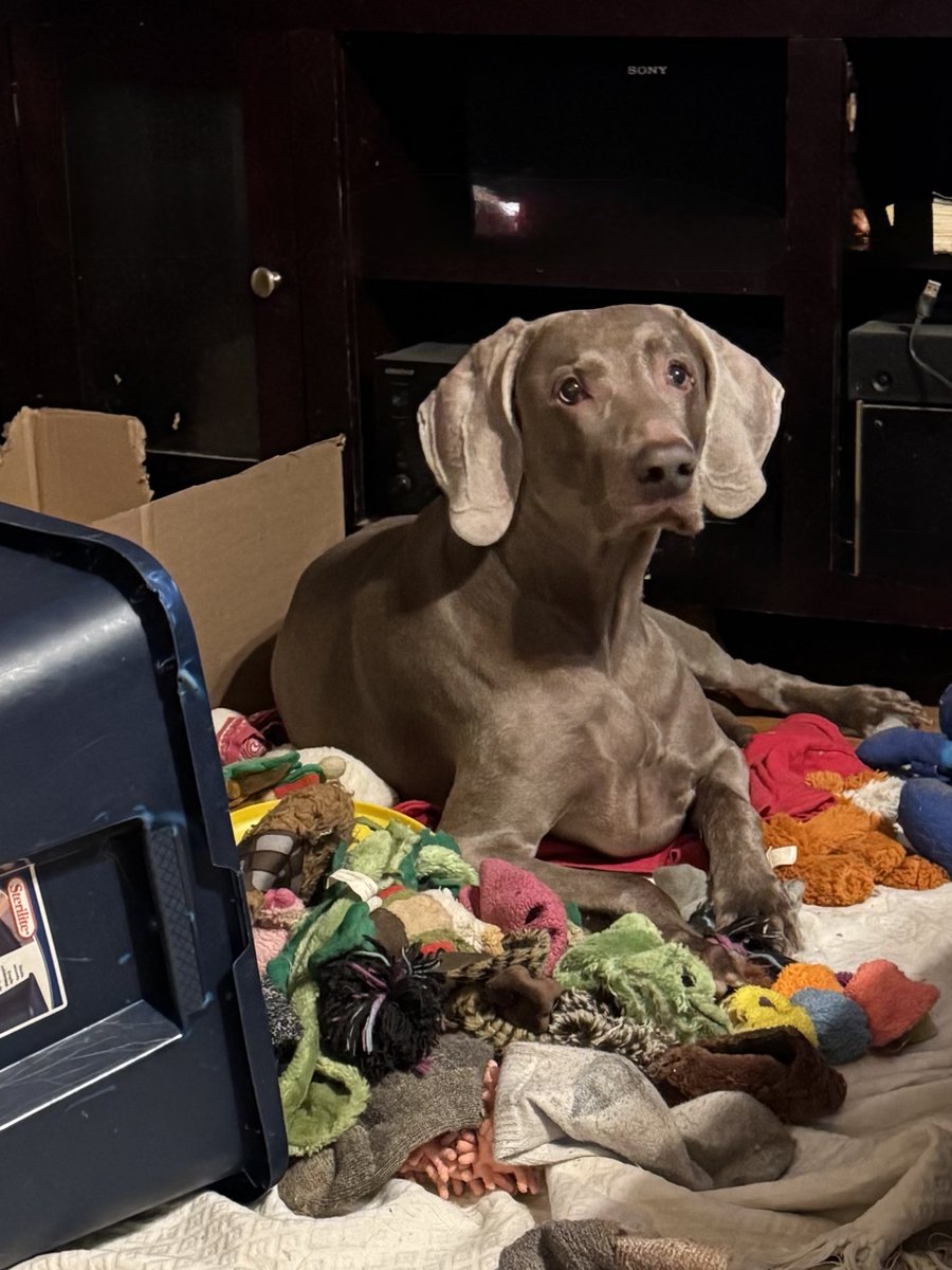At the end of the day Bucky likes to knock over his toy box and lie down in the middle of the pile 🥰