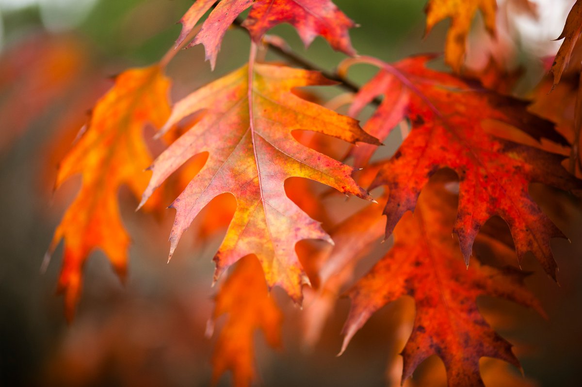 GeneralColor's tweet image. Fall is also the time for warm, rich colors, clearly seen with all the leaves changing. From cinnamon red to chocolatey brown, here are the autumn hues and their associated emotions - signs.com/blog/fall-colo…