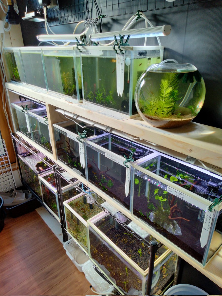 ふみさん専用　LUZeSOMBRD Setup ふみさん専用 LUZeSOMBRD Setup ふみさん専用 LUZeSOMBRD Setup