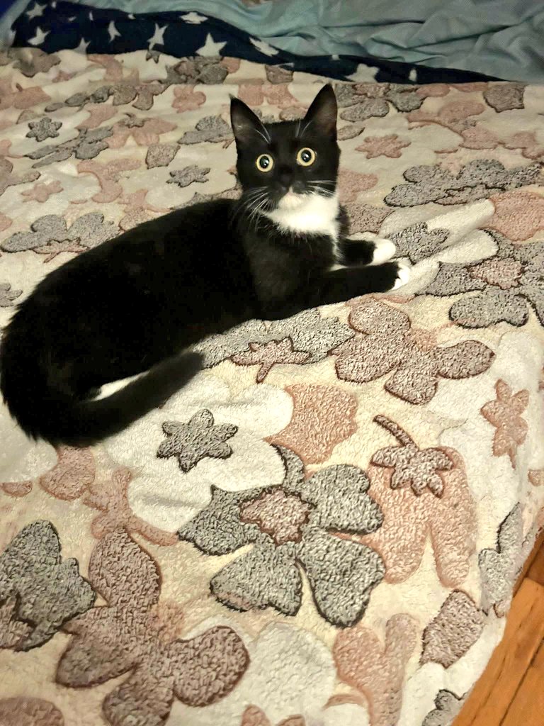 unonlus's tweet photo. #Cocca #cercafamiglia gattina di 5 mesi già sterilizzata e testata fiv felv  
Spulciata e sverminata
 In stallo a Saccolongo (pd)
🆘️🆘️🙏🏻🙏🏻🙏🏻🙏🏻
Info whatsapp al 3421546095
#uadapadova https://t.co/Q9zeQyzWDV