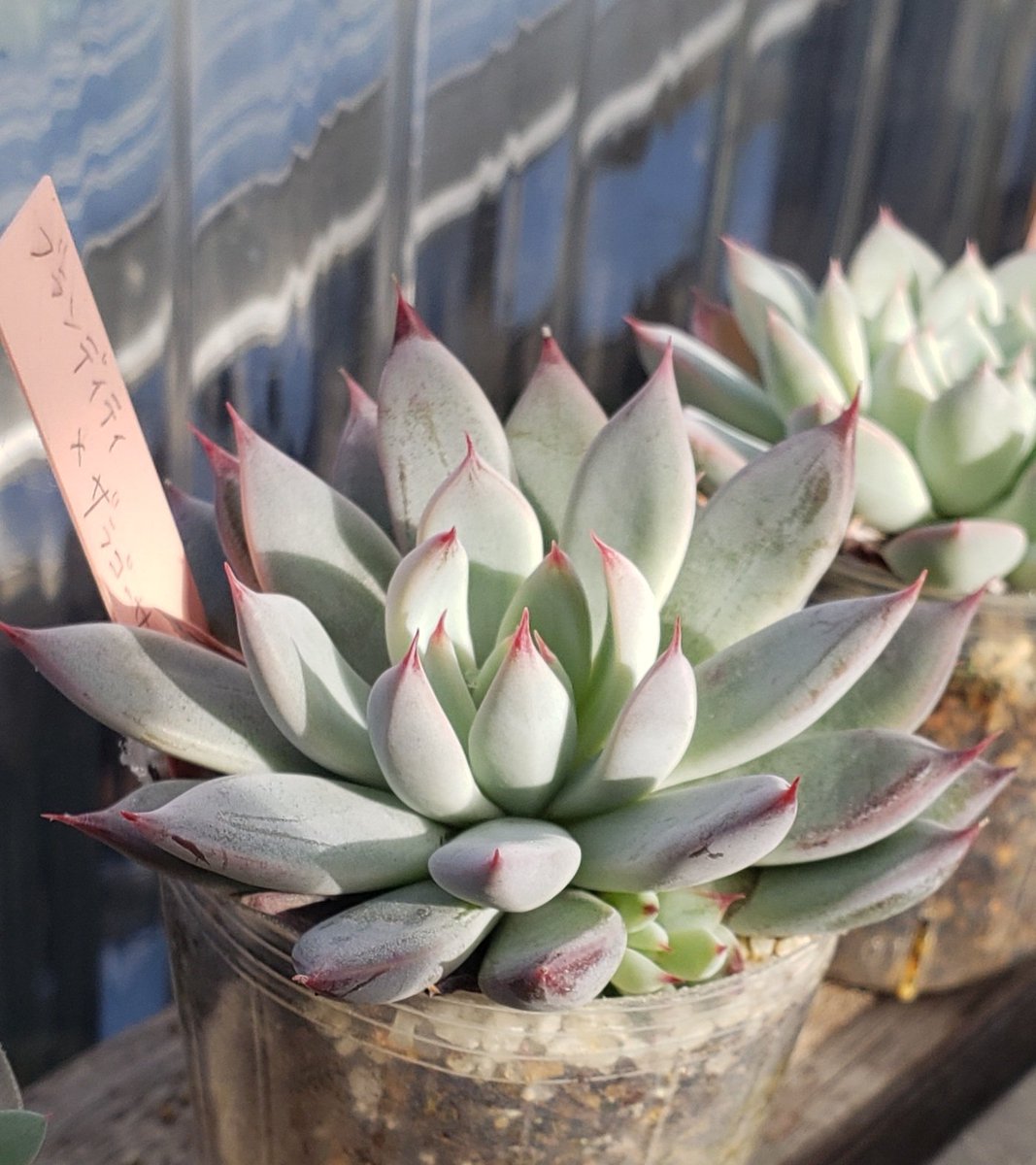 トット・シーンズ☆神戸 on X