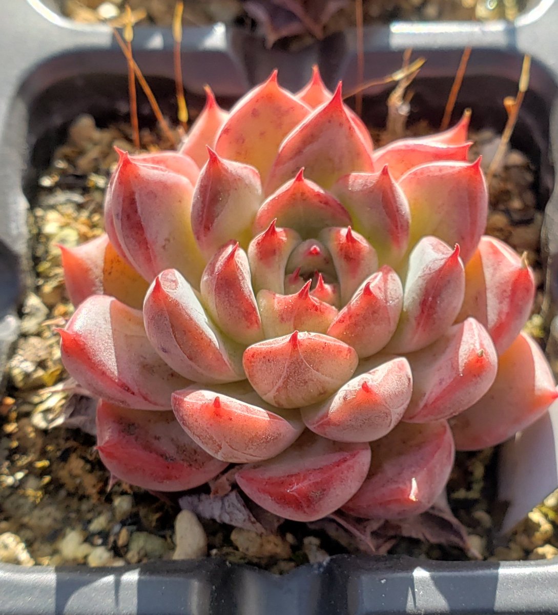 トット・シーンズ☆神戸 on X