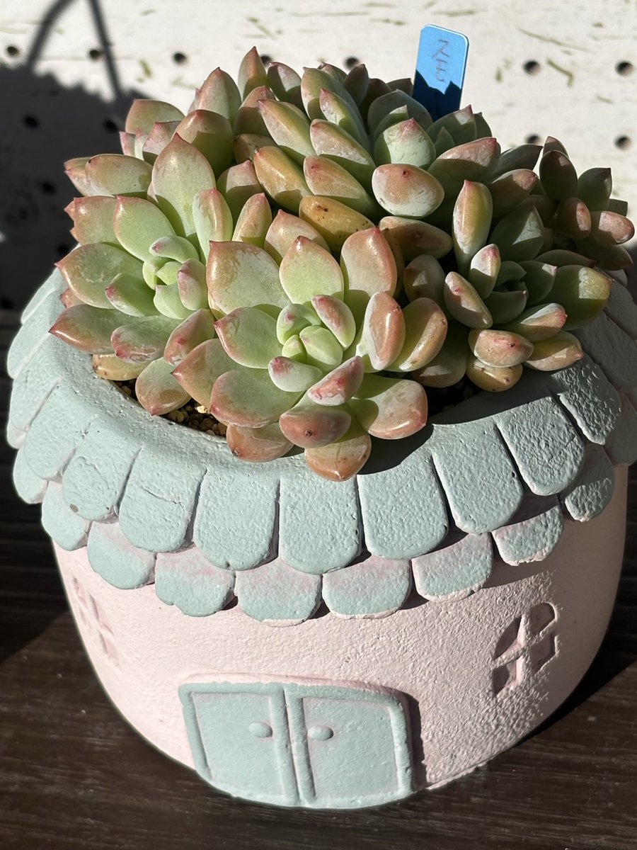 多肉植物 赤と緑のグラデーション 中型*3 多肉植物 緑と赤のグラデーション 中型*3 多肉植物 赤と緑の