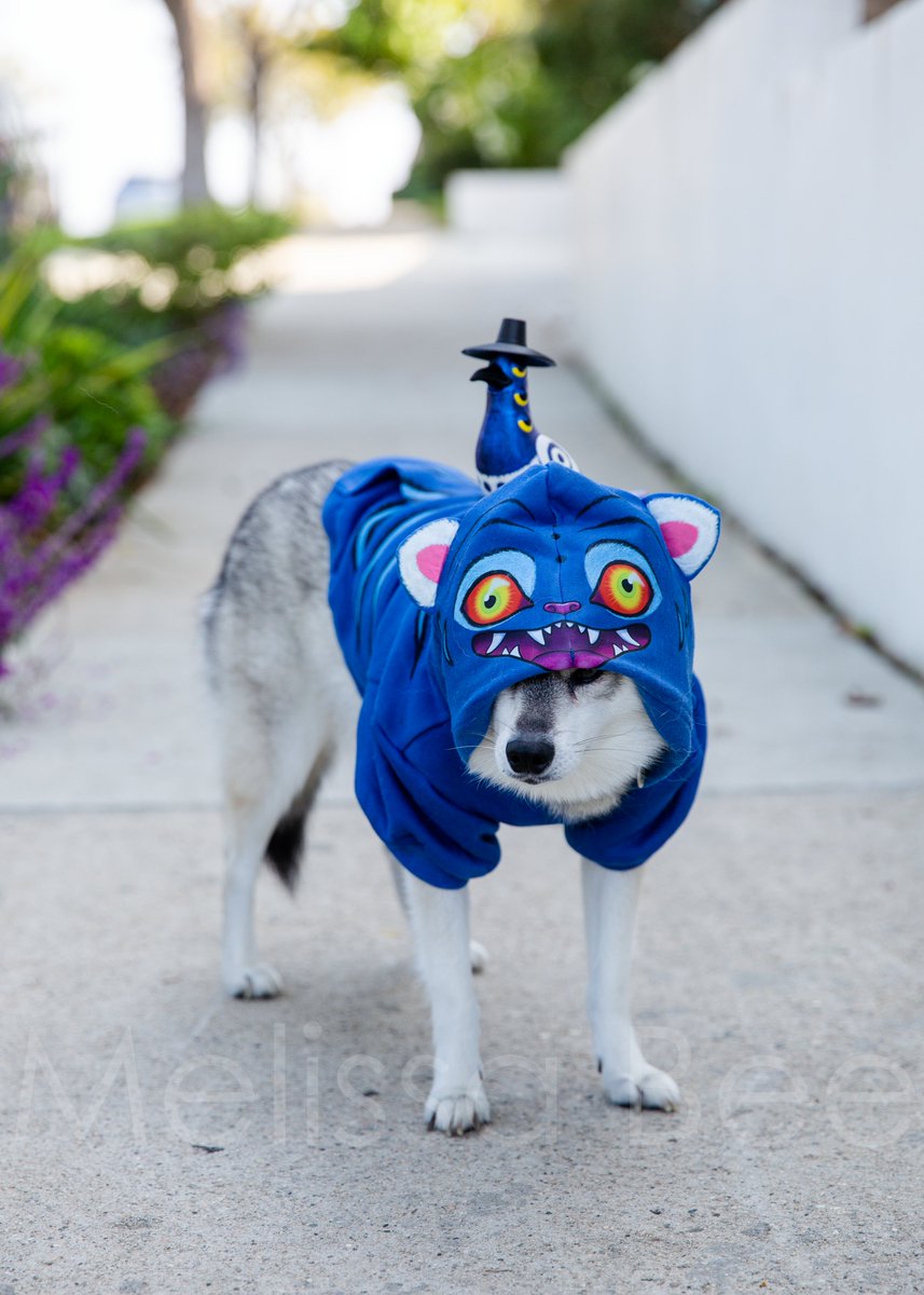 Melissa Shim tweet media