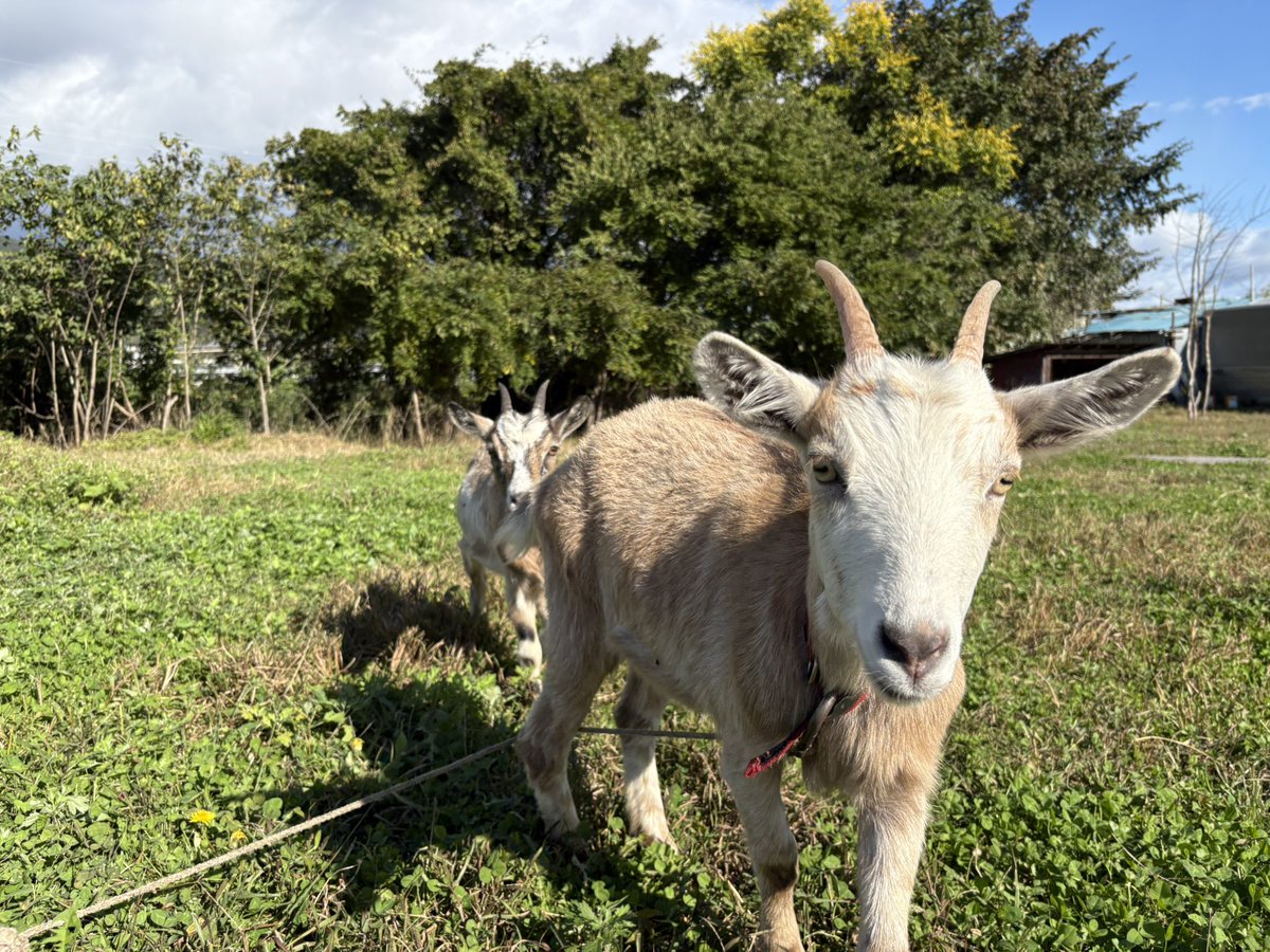 GOATさま たもり on X